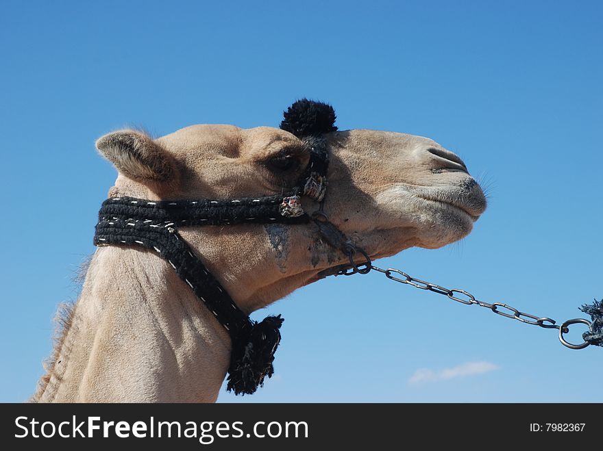 Head of camel on a background blue sky