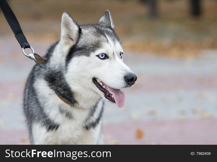 Portrait of siberian husky outdoor