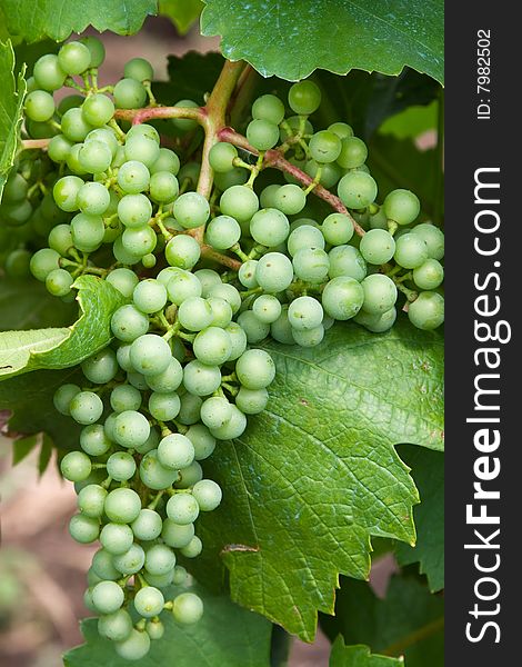 Spring plants - green grape cluster