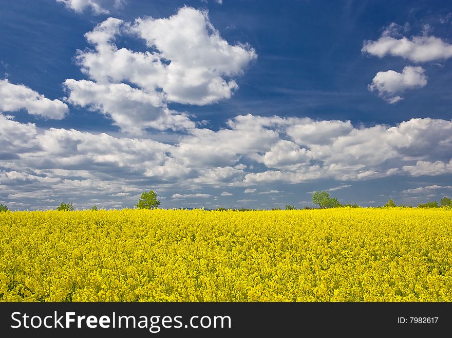 Spring - rape field landscape 5.