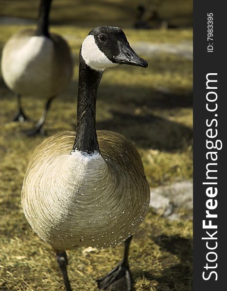 Close-up of Canada goose with water droplets on belly. Close-up of Canada goose with water droplets on belly