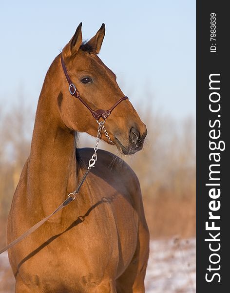 The red horse poses having turned a head. The red horse poses having turned a head.