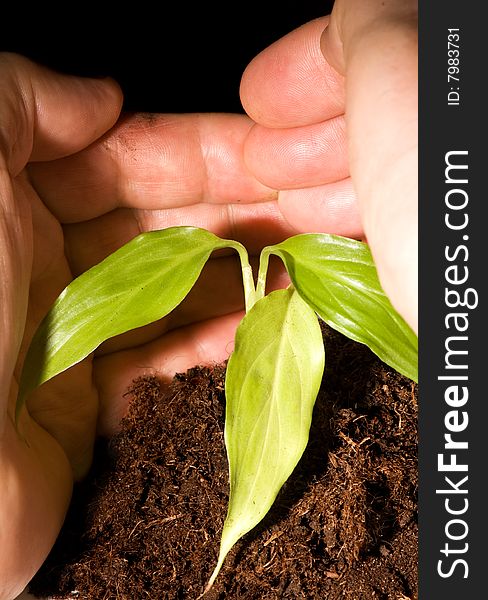 Man protecting a growing small plant in hand. Man protecting a growing small plant in hand