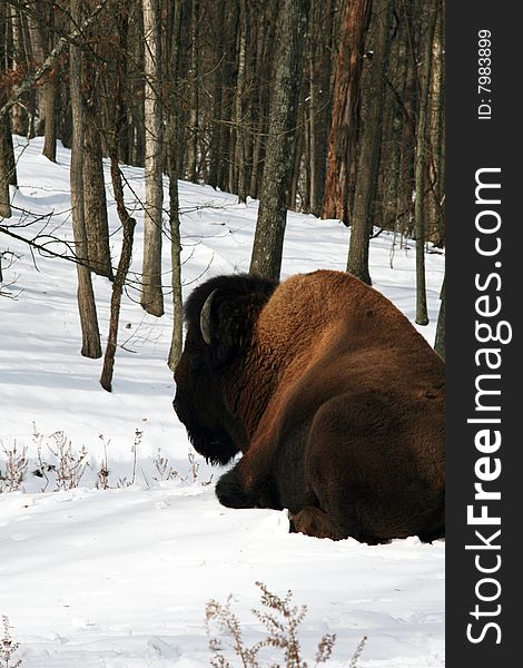 American bison resting in snow buffalo