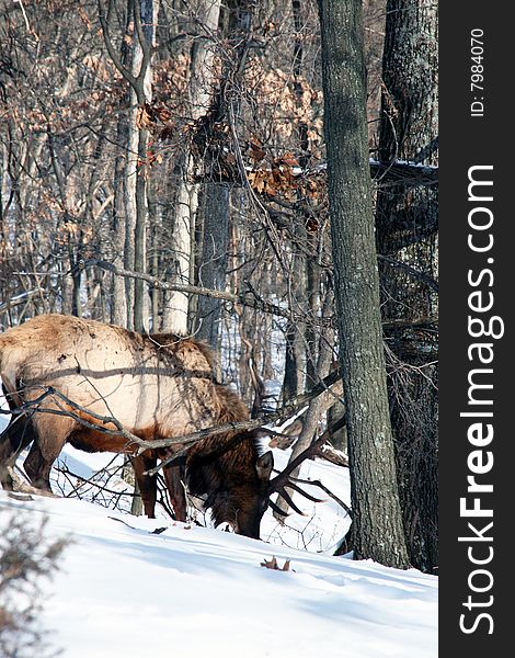 Bull elk feeding in snow