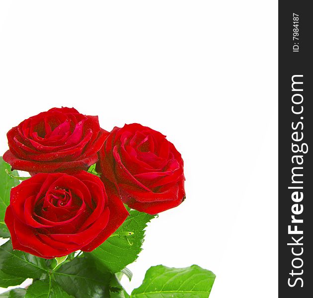 Beautiful roses on a white background with space f