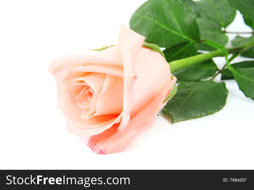 Beautiful roses on a white background. Beautiful roses on a white background