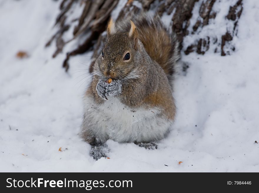 A cute squirrel is eating in the snow field