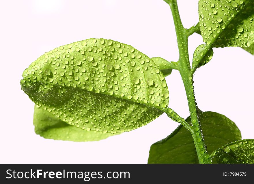 Macro of green leaves covered with drops of morning dew. Macro of green leaves covered with drops of morning dew