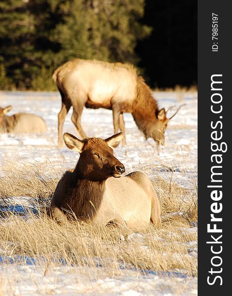 Elks on the snow near Lake Minnewanka, Banff National Park, Alberta, Canada