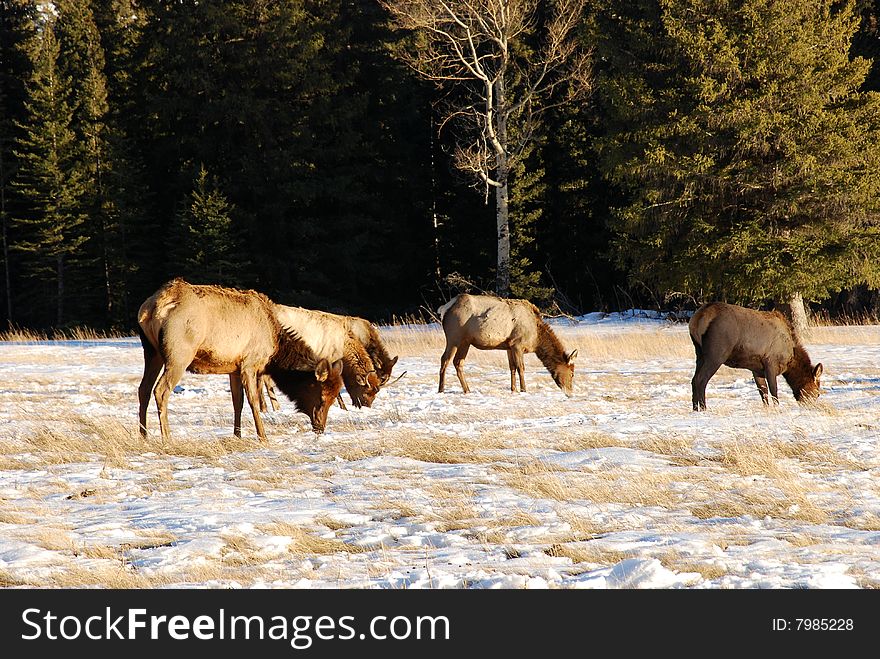 Elks on the snow near Lake Minnewanka, Banff National Park, Alberta, Canada