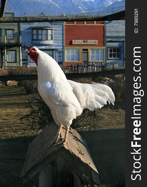 White rooster crowing in old ghost town setting