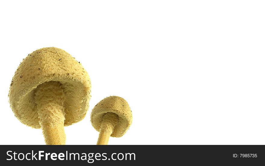 Close up of toadstools isolated on a white background. Close up of toadstools isolated on a white background