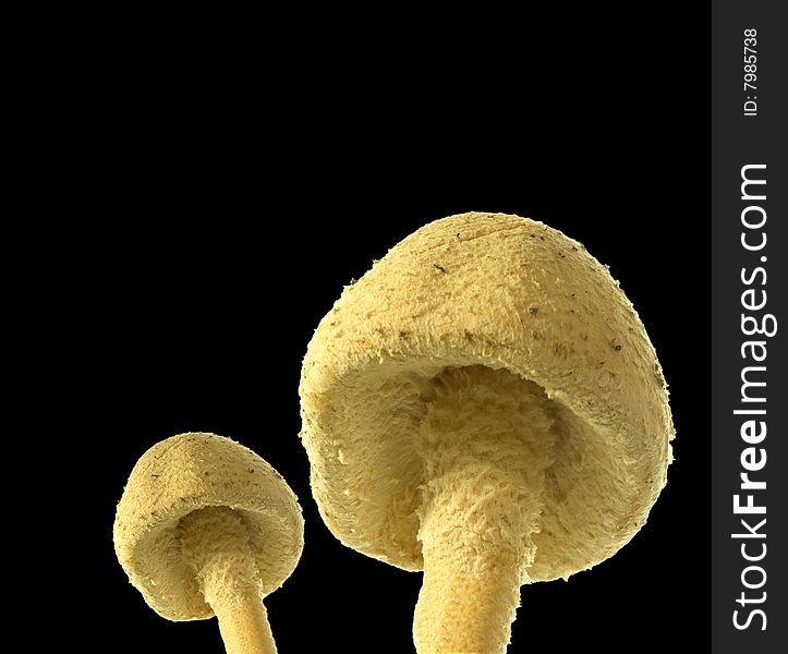 Close up of a toadstool mushroom isolated on black background. Close up of a toadstool mushroom isolated on black background