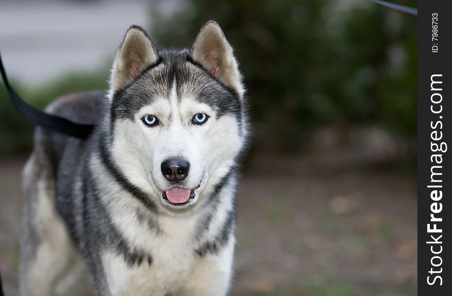 Portrait of siberian husky outdoor. Portrait of siberian husky outdoor