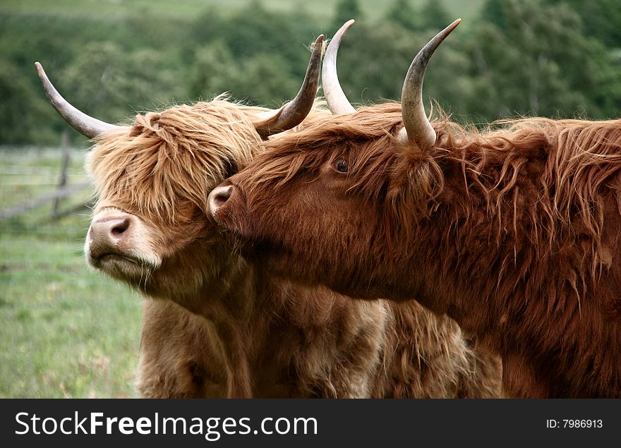 A bull expresses his love to a cow. A bull expresses his love to a cow.