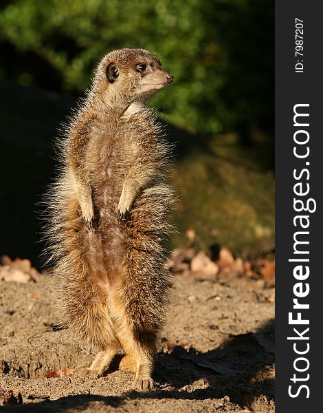 Animals: Meerkat standing and looking to the right. Animals: Meerkat standing and looking to the right