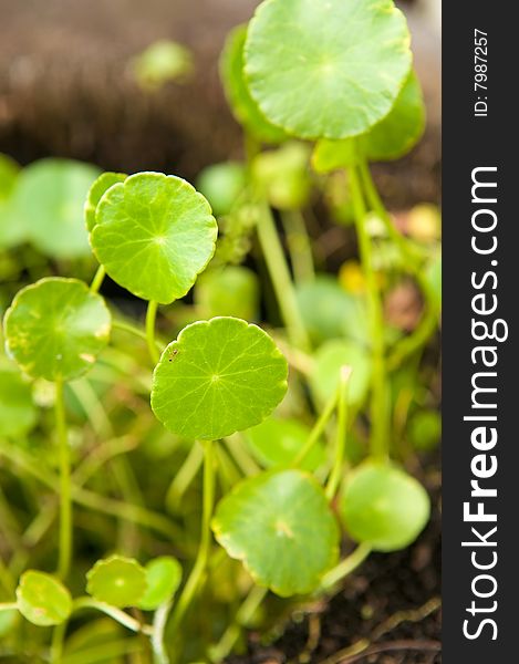 Circular leaves of a tropical plant growing wild. Circular leaves of a tropical plant growing wild