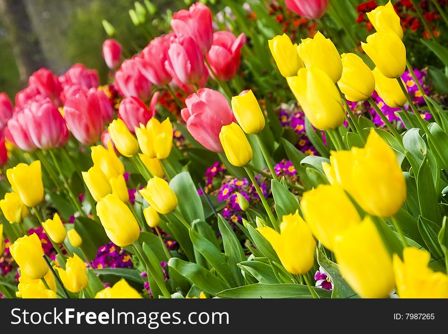 Red and yellow tulips in angled composition.