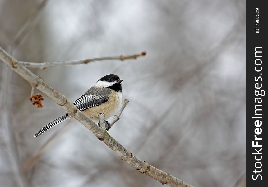 Black-capped chickadee perched on a tree branch