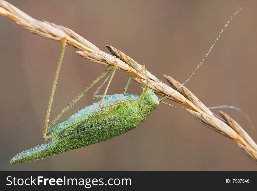 Macro Grasshopper