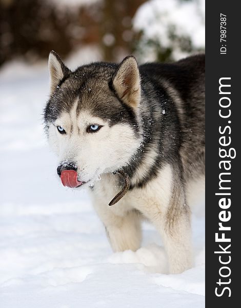 Portrait of siberian husky outdoor