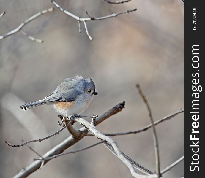 Tufted titmouse perched on a tree branch