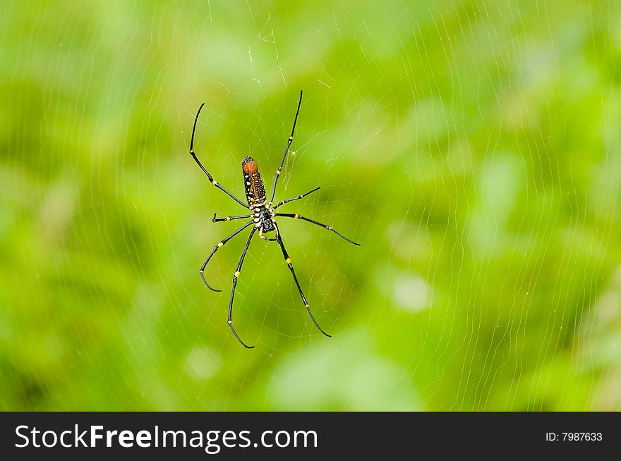 A giant golden orb weaver spider in its huge web amidst a lush green tropical background. A giant golden orb weaver spider in its huge web amidst a lush green tropical background