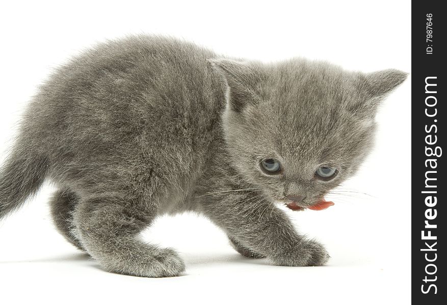 Small funny kitten. Isolated on white background. Small funny kitten. Isolated on white background