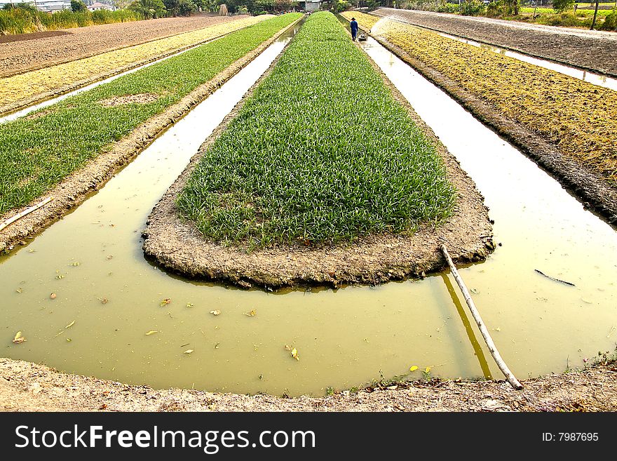 Argriculturist watering his vegetables, Nonthaburi, Thailand. Argriculturist watering his vegetables, Nonthaburi, Thailand.