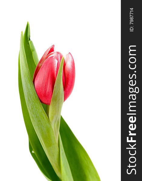 Pink Tulip macro closeup with bright green leaves