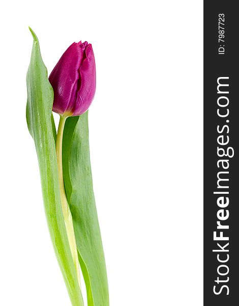 Purple colored tulip closeup with soft green leaves