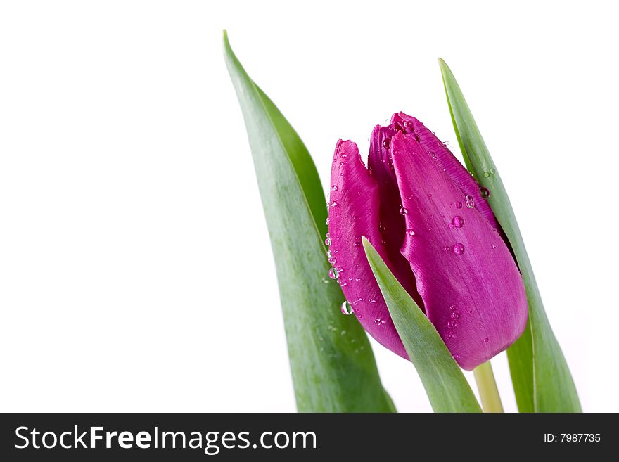 Macro closeup with dew drops of purple tulip. Macro closeup with dew drops of purple tulip