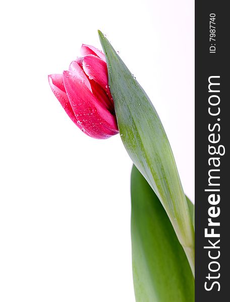Pink tulip with dew drops macro closeup. Pink tulip with dew drops macro closeup