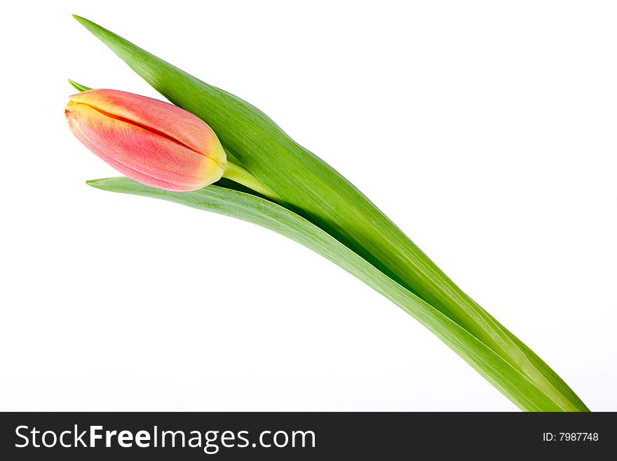 Orange yellow tulip closeup with bright green leaves