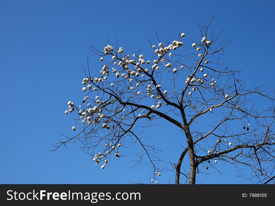 It's a Floss-silk tree(scientific name :Chorisia speciosa ). The kind of tree bloom in spring or summer with red or pink flowers. Then the flowers faded and capsule(fruit) formed. When the capsule is matured,it looks like a cotton ball.