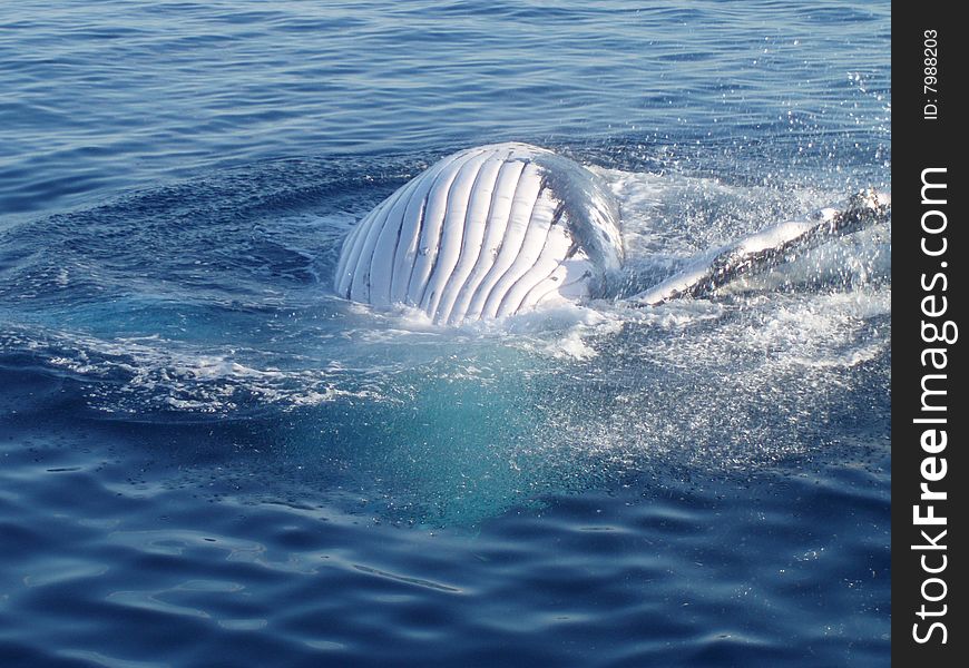 Belly of a humpback whale in the ocean on the Eastcoast of Australia. Belly of a humpback whale in the ocean on the Eastcoast of Australia