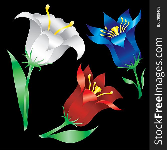 Three beautiful Lilies flowers illustration