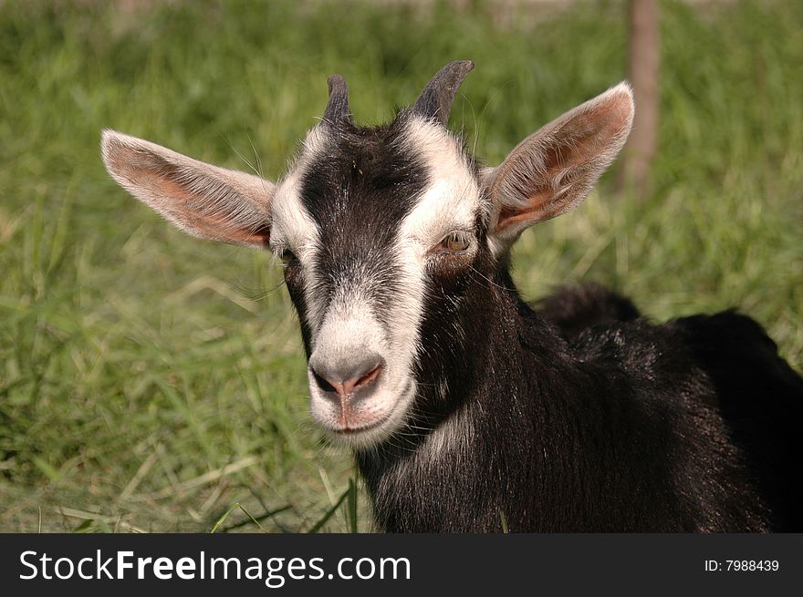 Goatling portrait on green grass