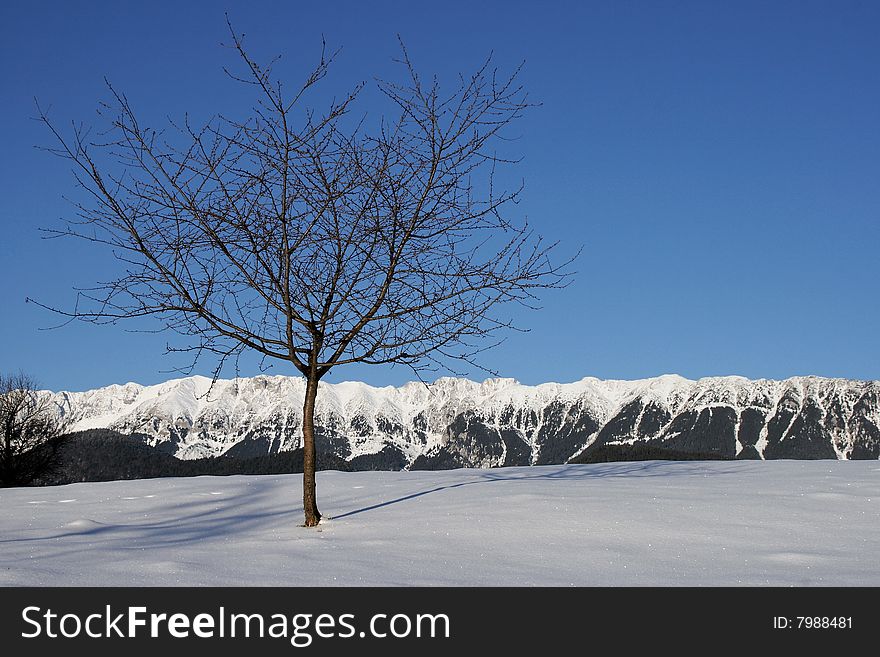 Tree at the foothills of a snowy ridge. Tree at the foothills of a snowy ridge