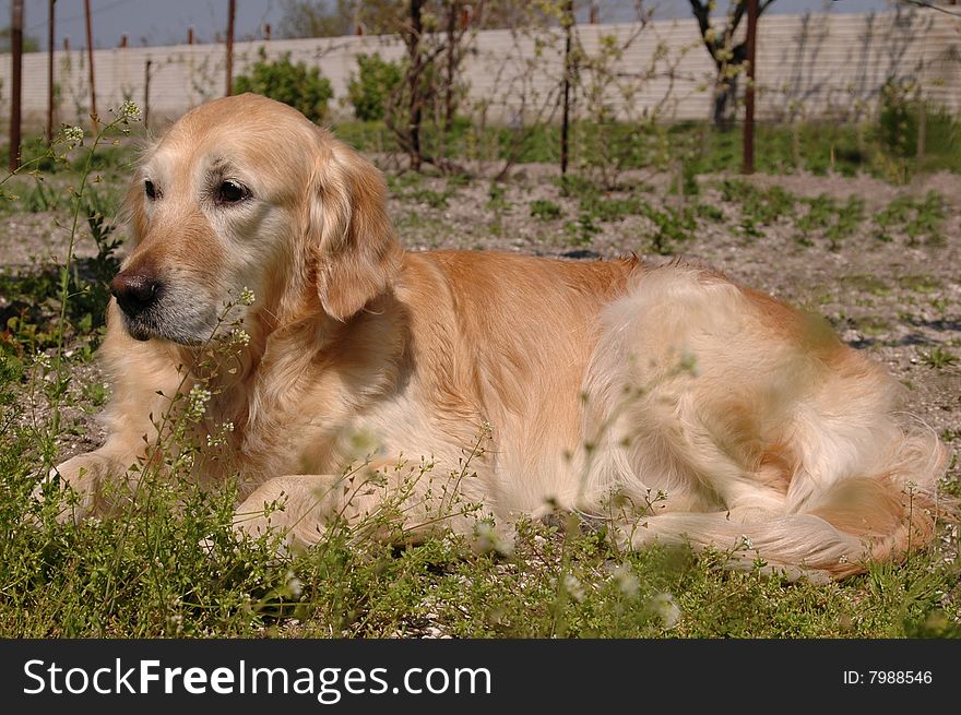 Golden retriever lying on backyard