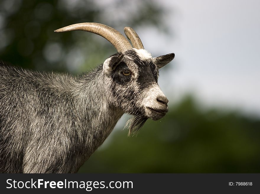 Goat portret in the nature