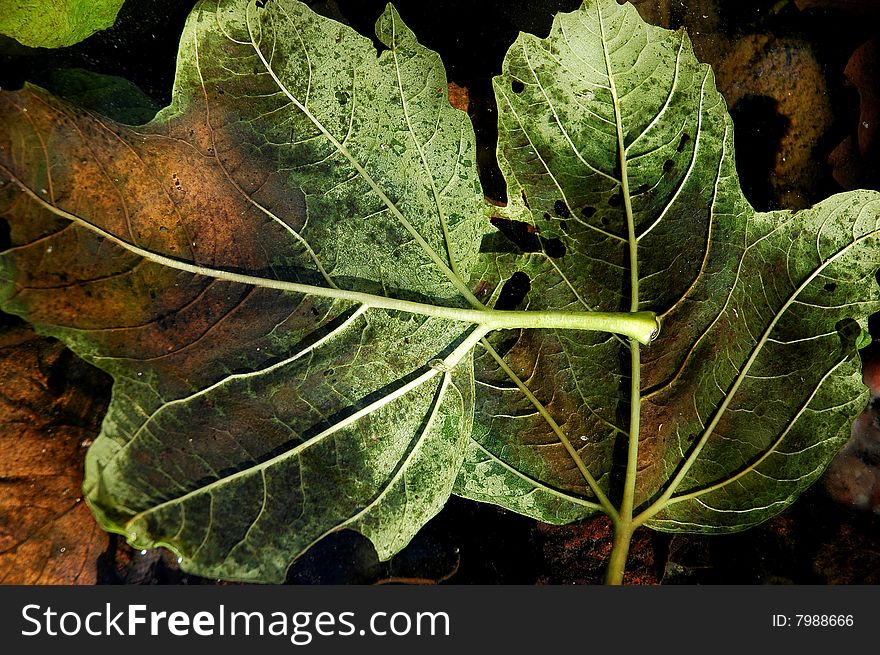 Abscissed leaves of viburnum are in water