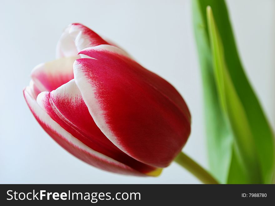 Red and white tulip with a white background