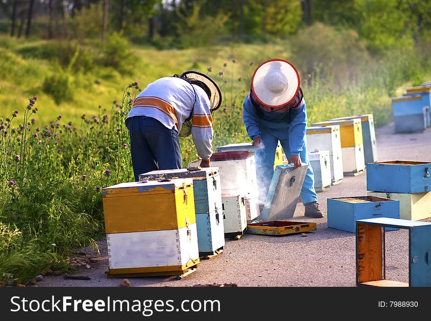 Beekeepers at work taking care of beehives.