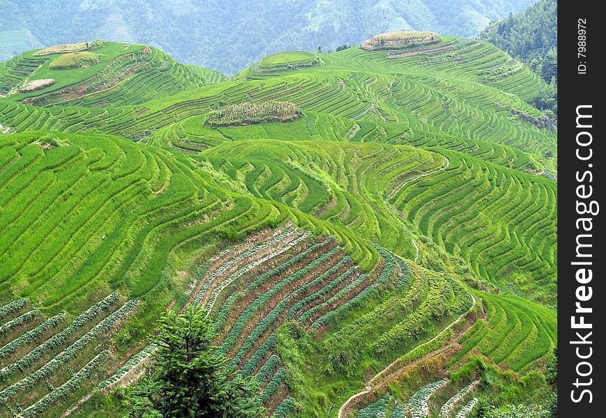 Longji rice fields in the summer. Longji rice fields in the summer.