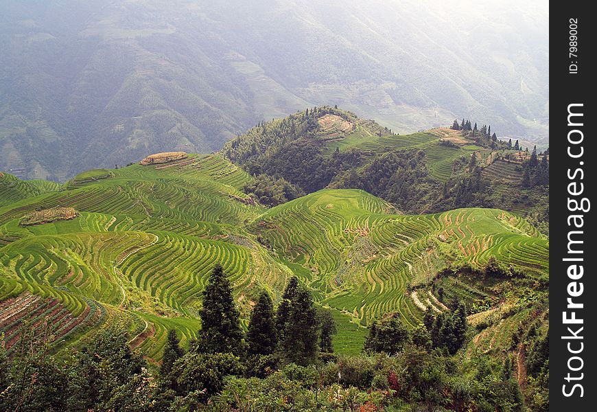 Longji rice fields in the summer. Longji rice fields in the summer.