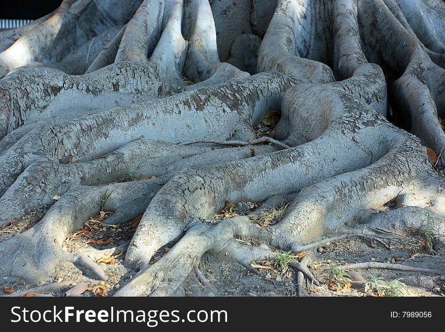 Roots of Ficus macrophylla, known as the Moreton Bay Fig, that is a large evergreen banyan tree of the Moraceae family. Its roots are also known for damaging municipal sidewalks.