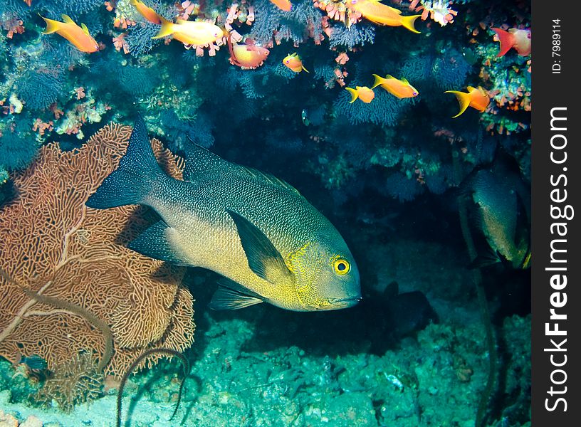 Underwater life, corals and fishes