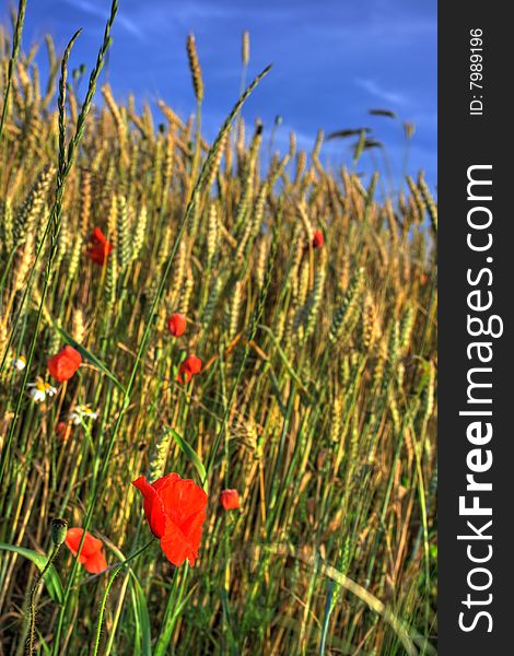 On photo red poppy in wheat on background sky